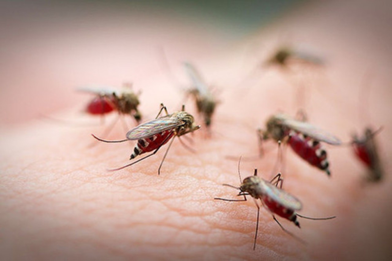  комаров для рыбалки: как правильно выбрать